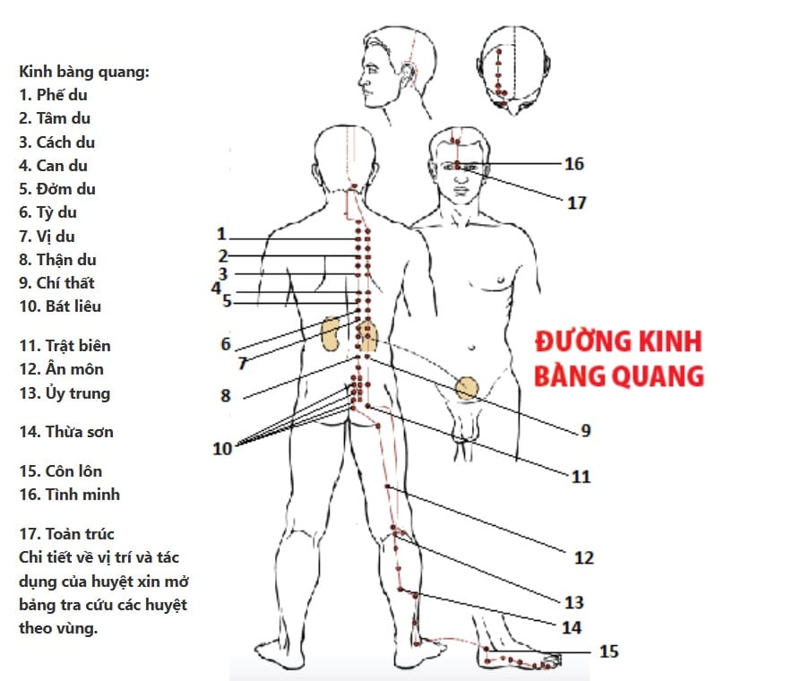 Hình đường kinh bàng quang 
