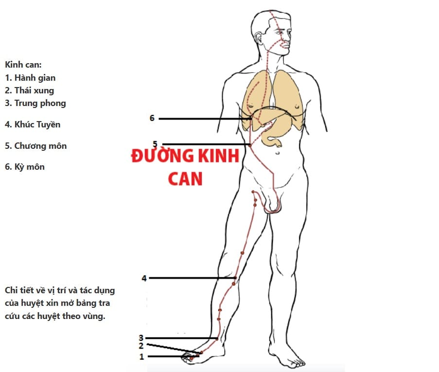 Hình đường kinh can