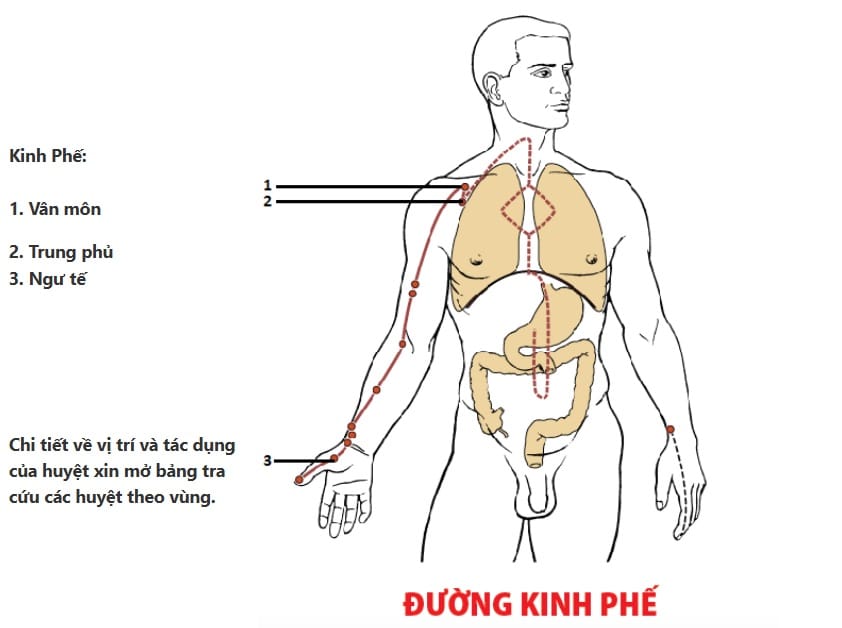 đường kinh phế