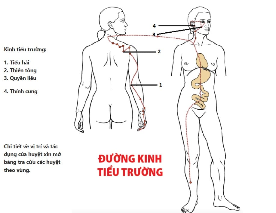 Hình đường kinh tiểu trường 