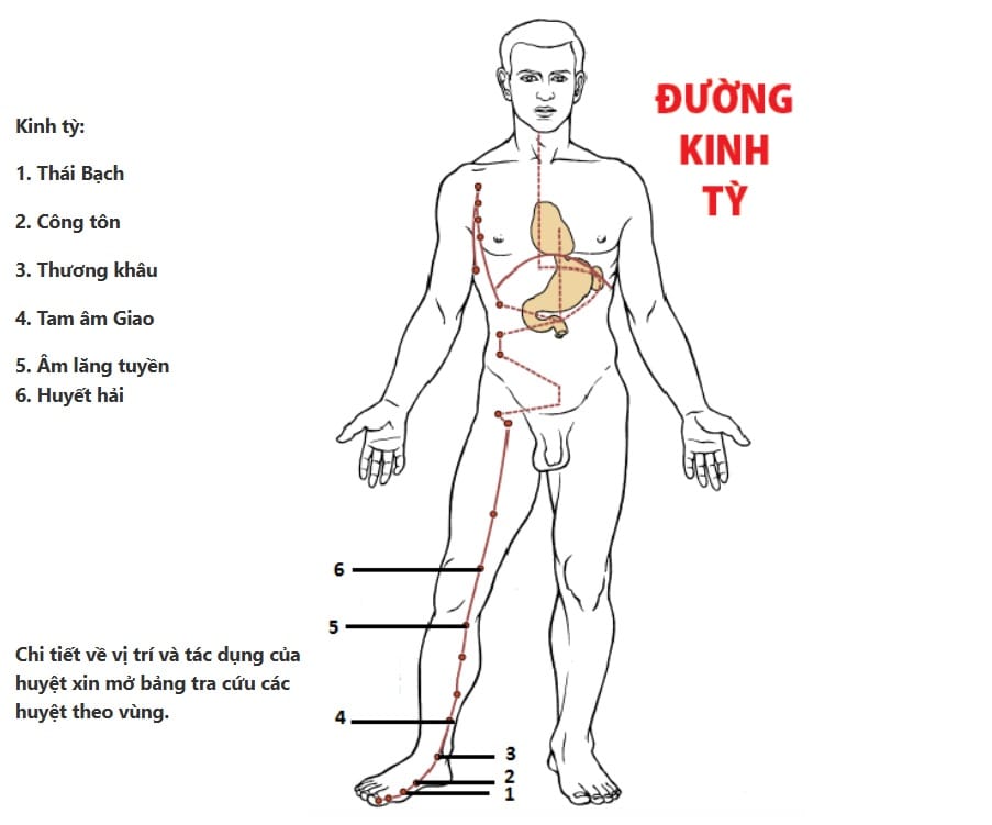 Hình đường kinh tỳ