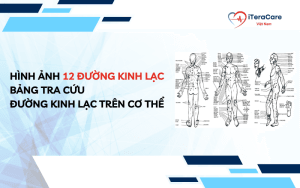 hình ảnh 12 đường kinh lạc