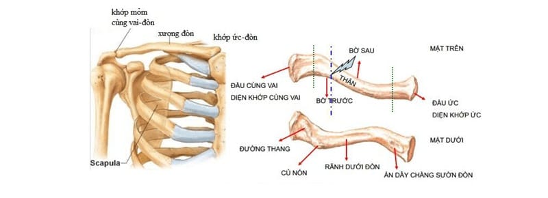 xương đòn là gì