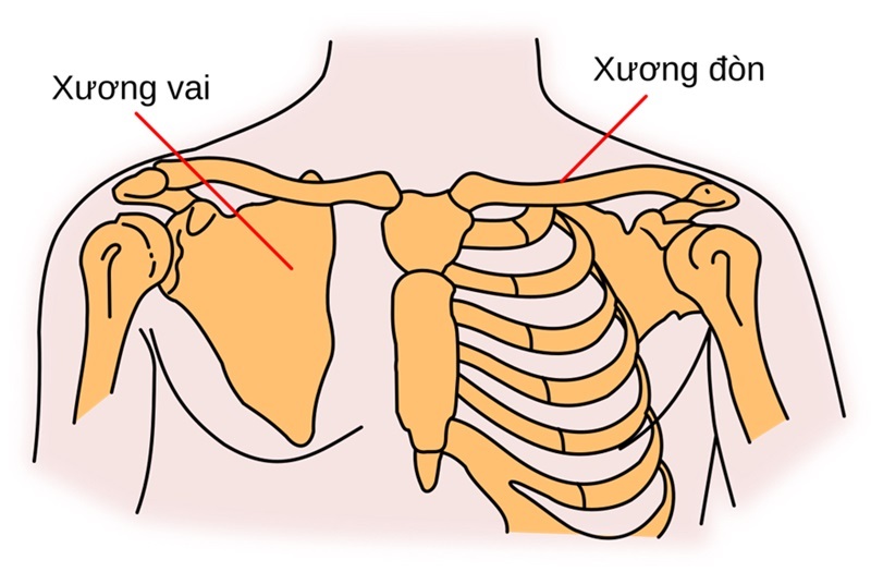 Tăng nguy cơ bị biến dạng hoặc lệch xương