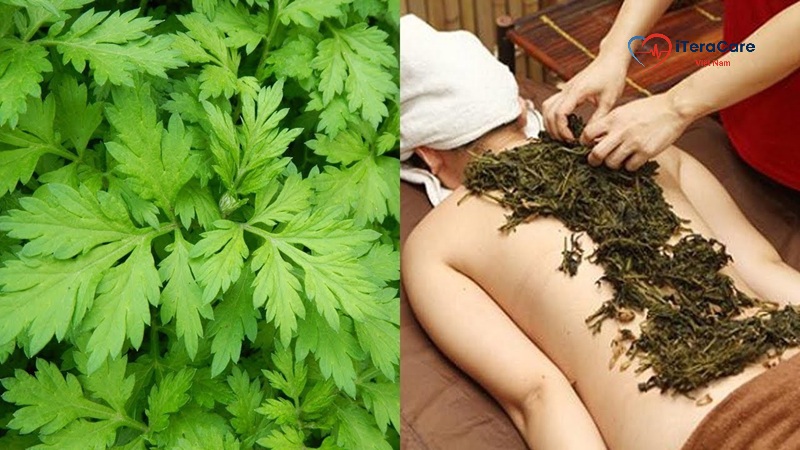chườm lá ngải cứu